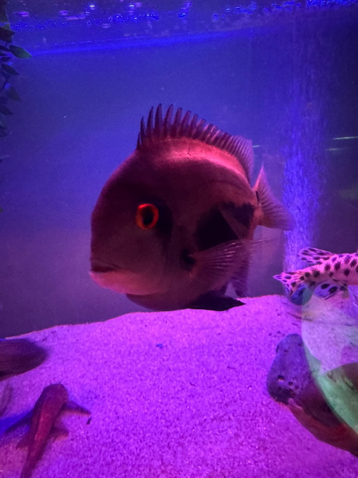 Grote uaru, Dieren en Toebehoren, Vissen | Aquariumvissen, Vis