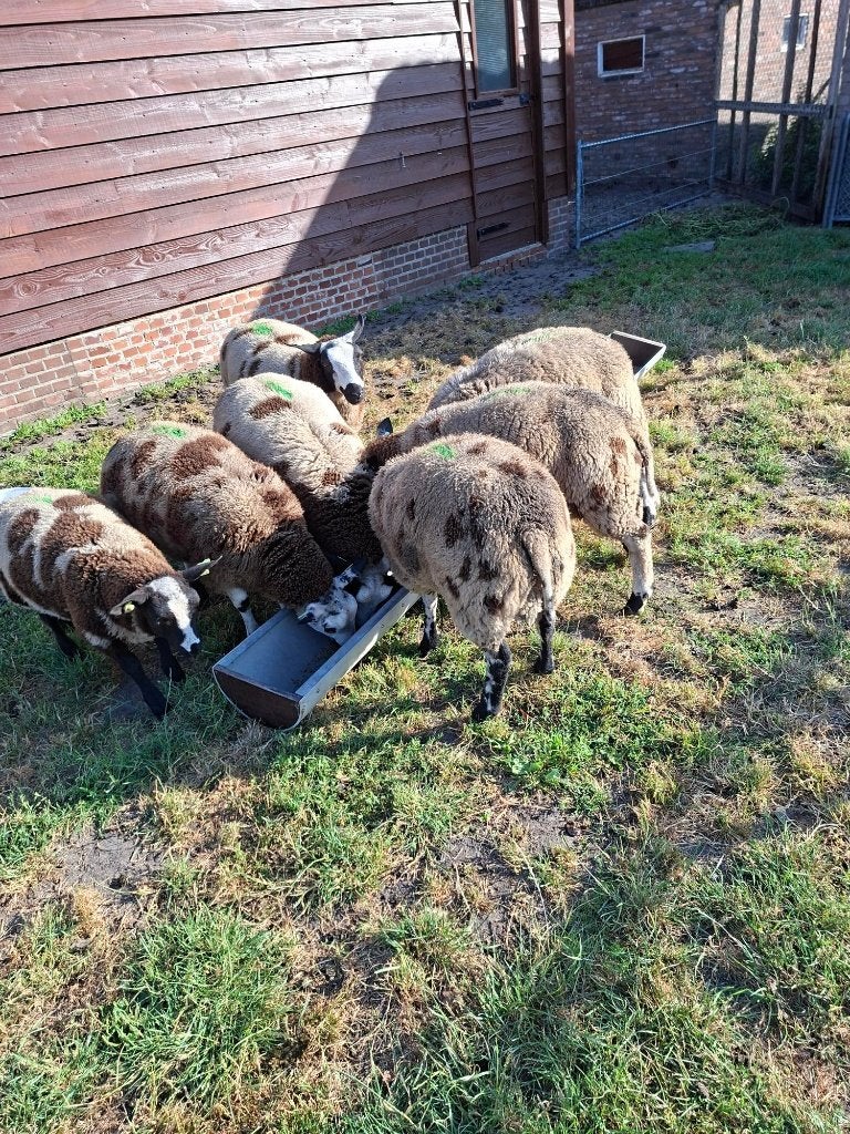 rammen, Dieren en Toebehoren, Schapen, Geiten en Varkens, Mannelijk, Schaap, 0 tot 2 jaar