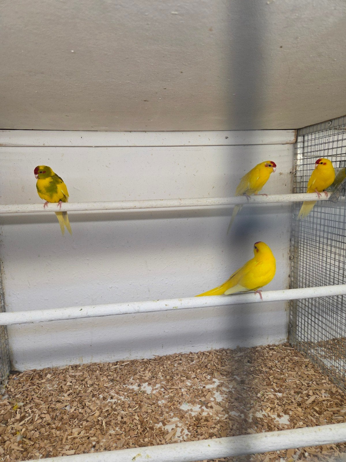 Kakerikies, Meerdere dieren, Parkiet
