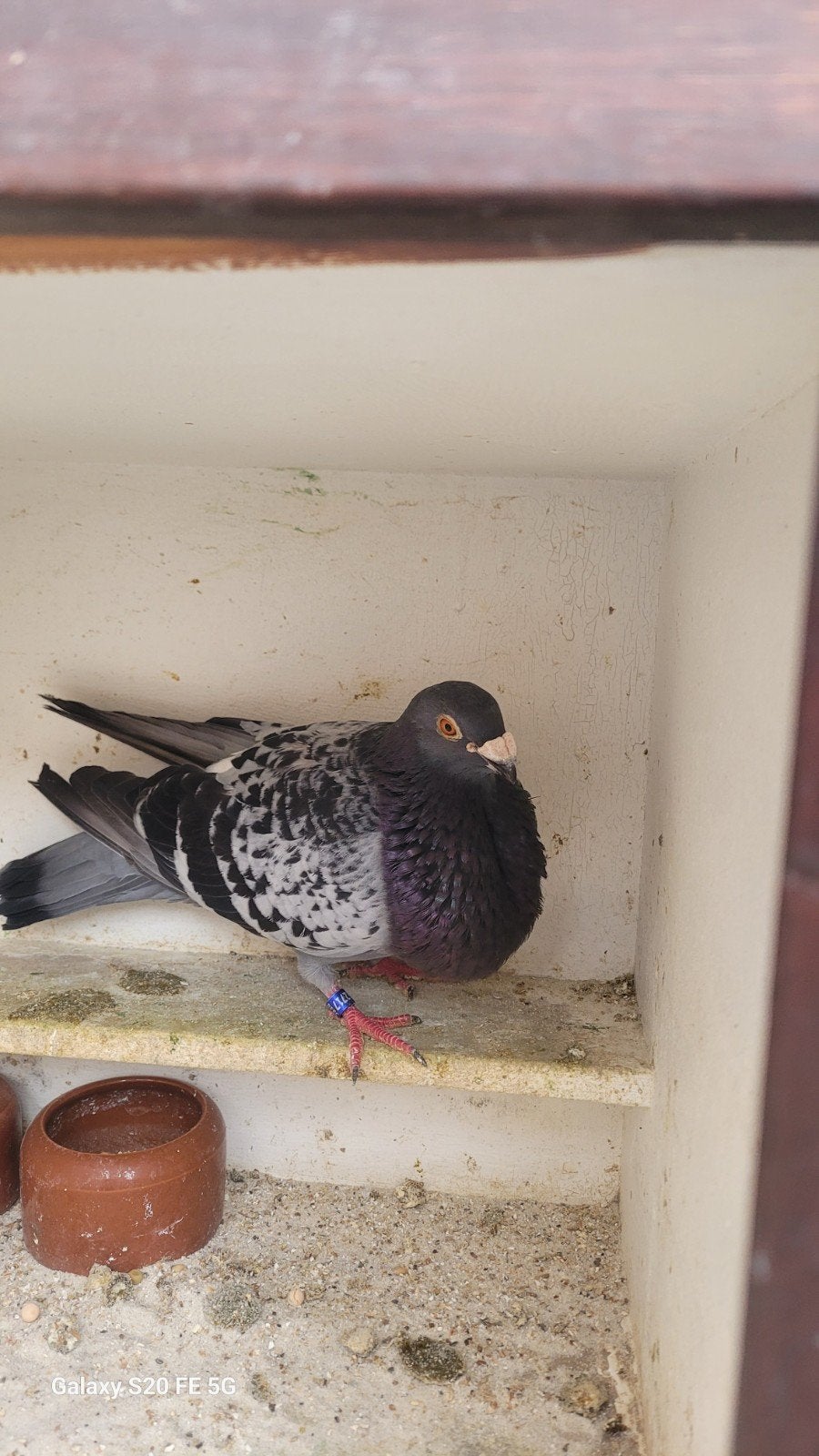 Valanciano duivin uit spanje, Dieren en Toebehoren
