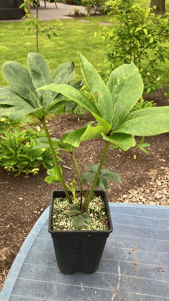 Helleborus orientalis kerstroos, lenteroos, Overige soorten, Vaste plant, Ophalen of Verzenden, Halfschaduw
