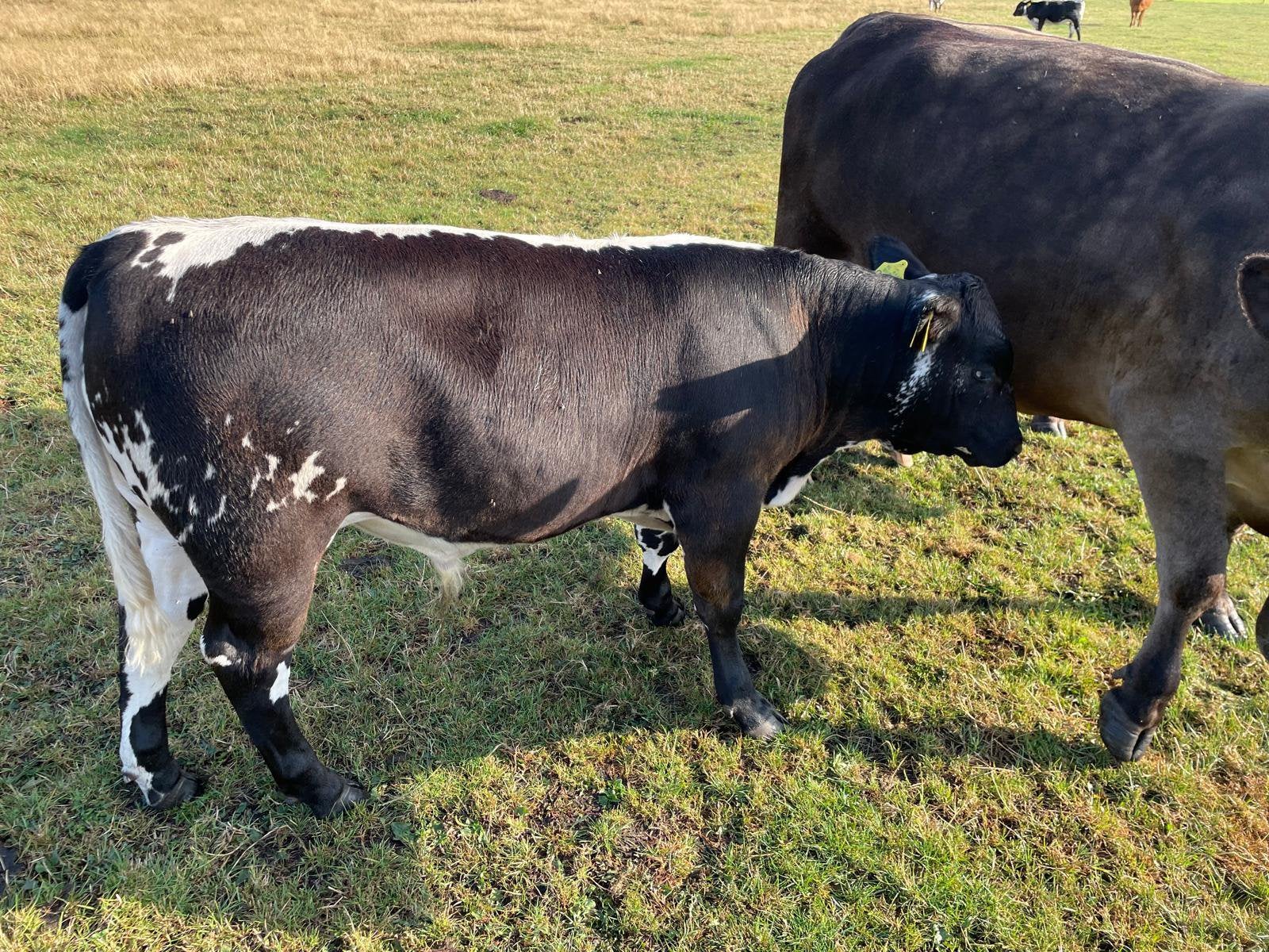 Stierkalf, Dieren en Toebehoren, Runderen, Mannelijk, 0 tot 2 jaar