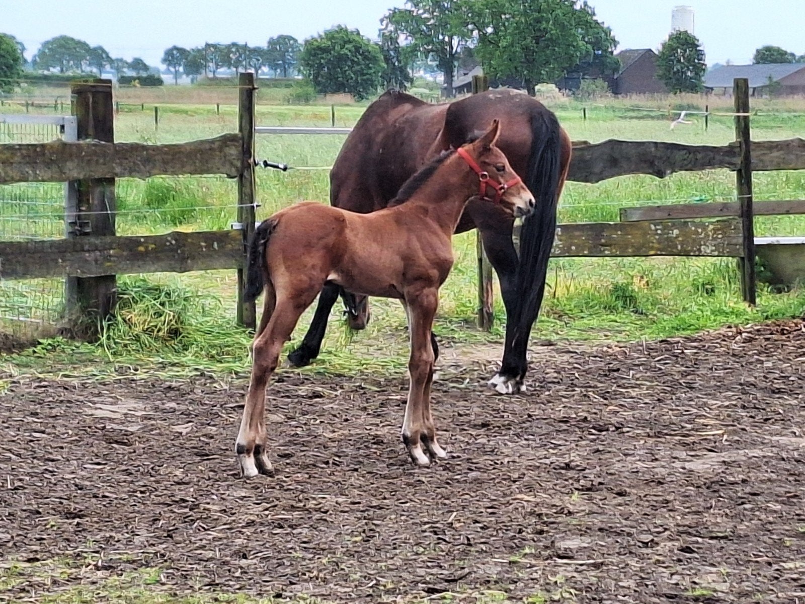 stoer springgefokt hengstveulen, Dieren en Toebehoren, Hengst, Minder dan 160 cm, Springpaard, 0 tot 2 jaar