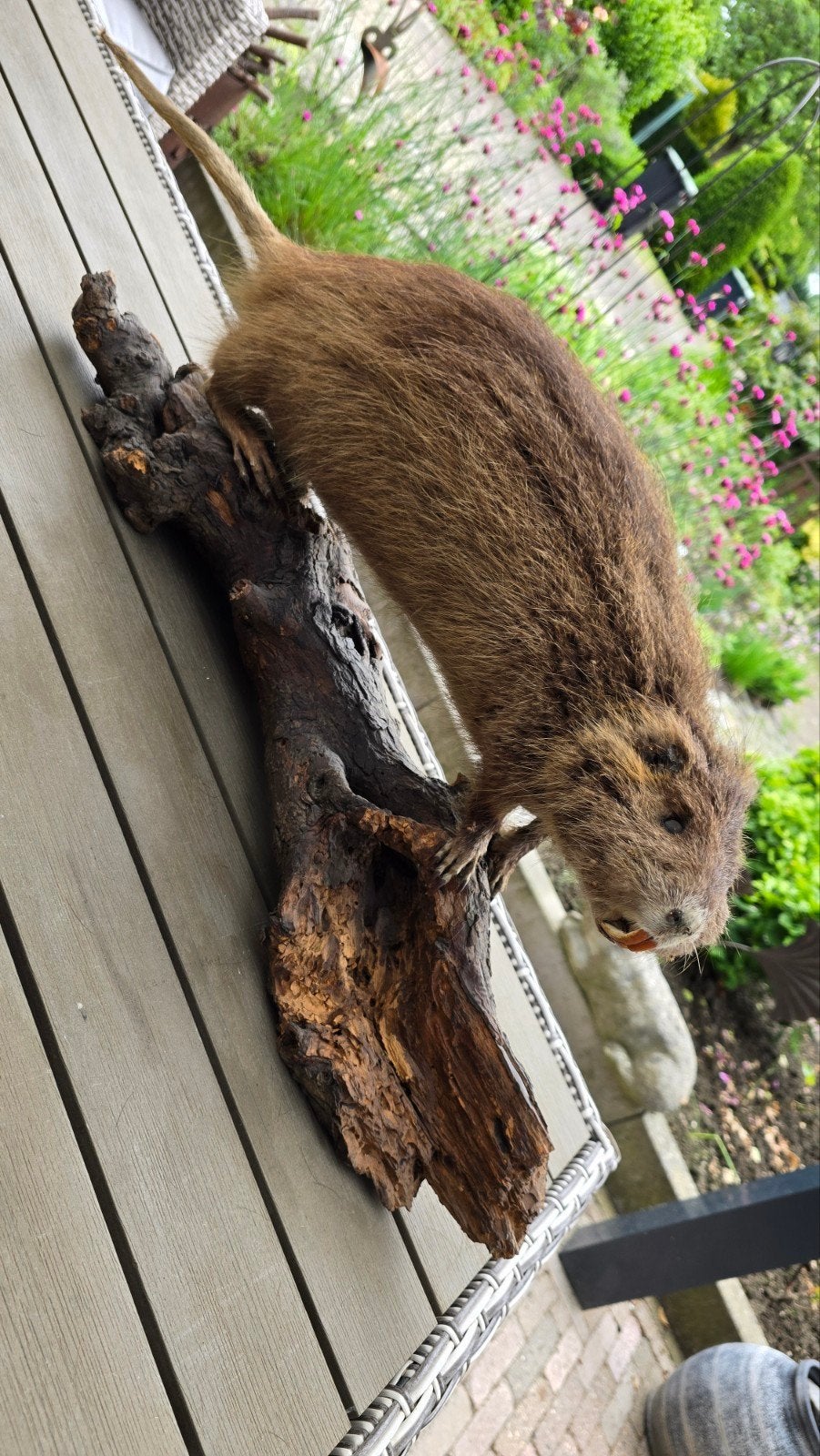 Opgezette beverrat (taxidermie), Ophalen
