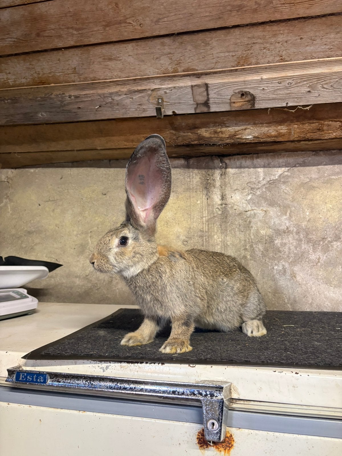 Vlaamse reus ram, Dieren en Toebehoren, Mannelijk, Groot, 0 tot 2 jaar