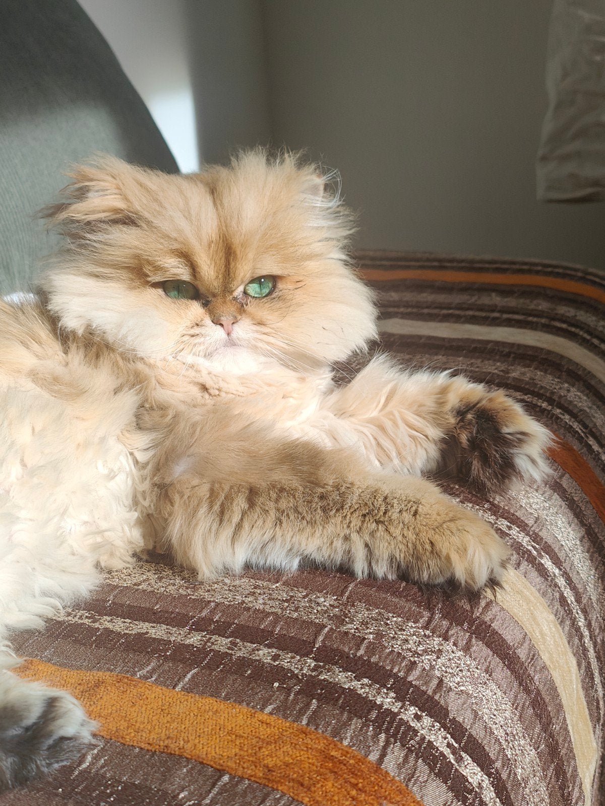 Betrouwbare oppas gezocht voor mijn 2 babies 😻, Dieren en Toebehoren, Katten en Kittens | Raskatten | Langhaar