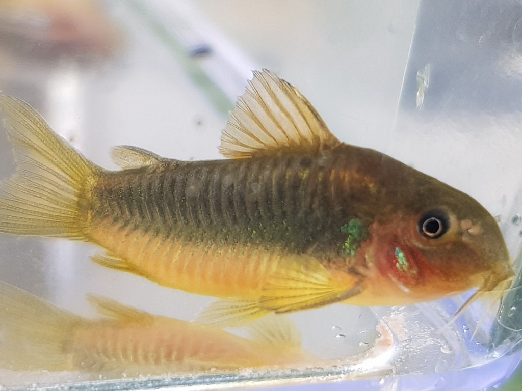 Hobbyaquarium Corydoras Goldline aktie 16/17/18 okt, Vis, Zoetwatervis, Schoolvis