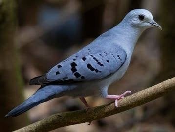 te koop koppelnatuurbroed blauwegrondvleugel duiven, Dieren en Toebehoren, Meerdere dieren, Overige soorten