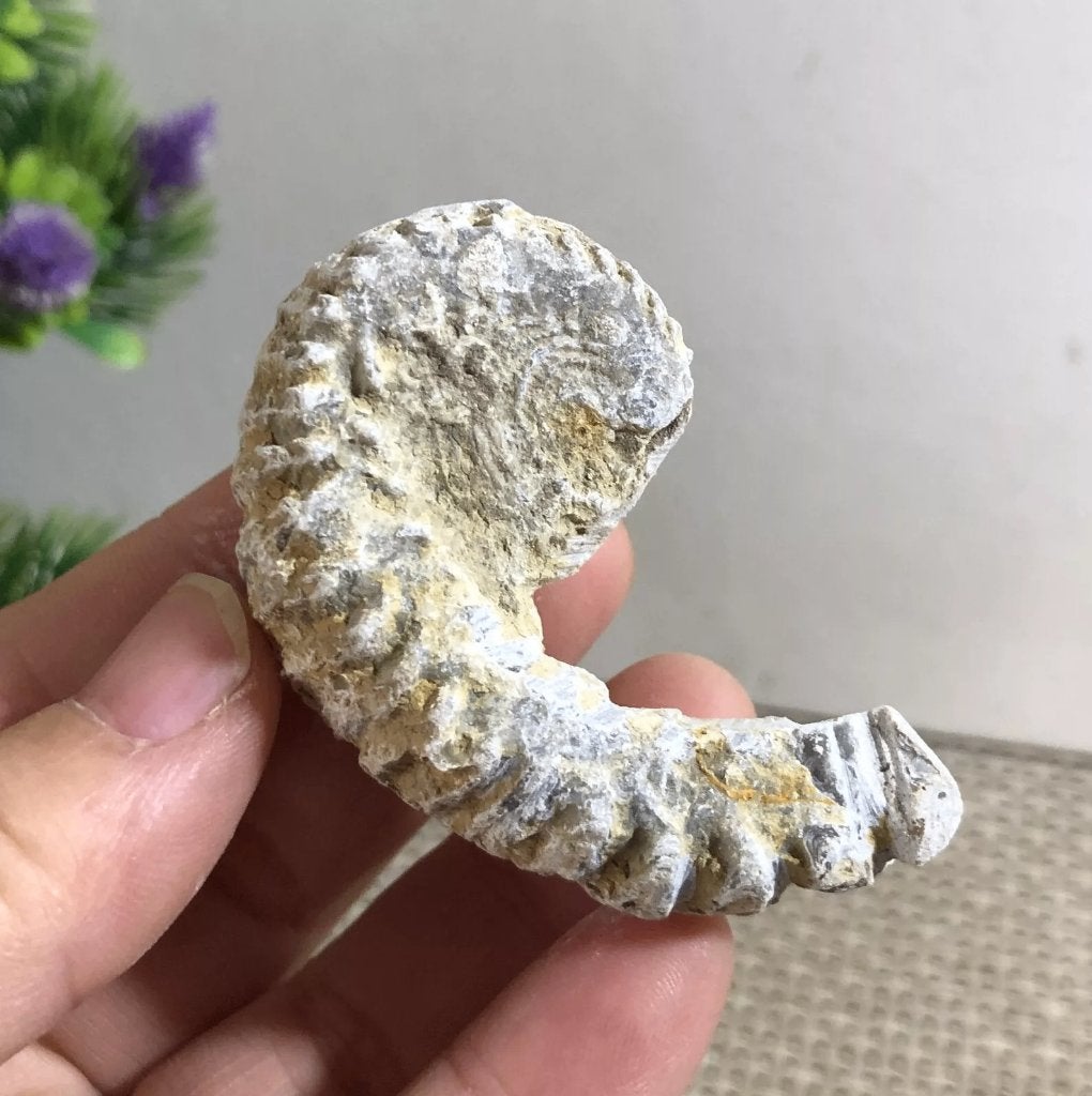 Een ritssluiting oester fossiel uit Madagaskar (Q) Zelden aa, Ophalen of Verzenden, Fossiel