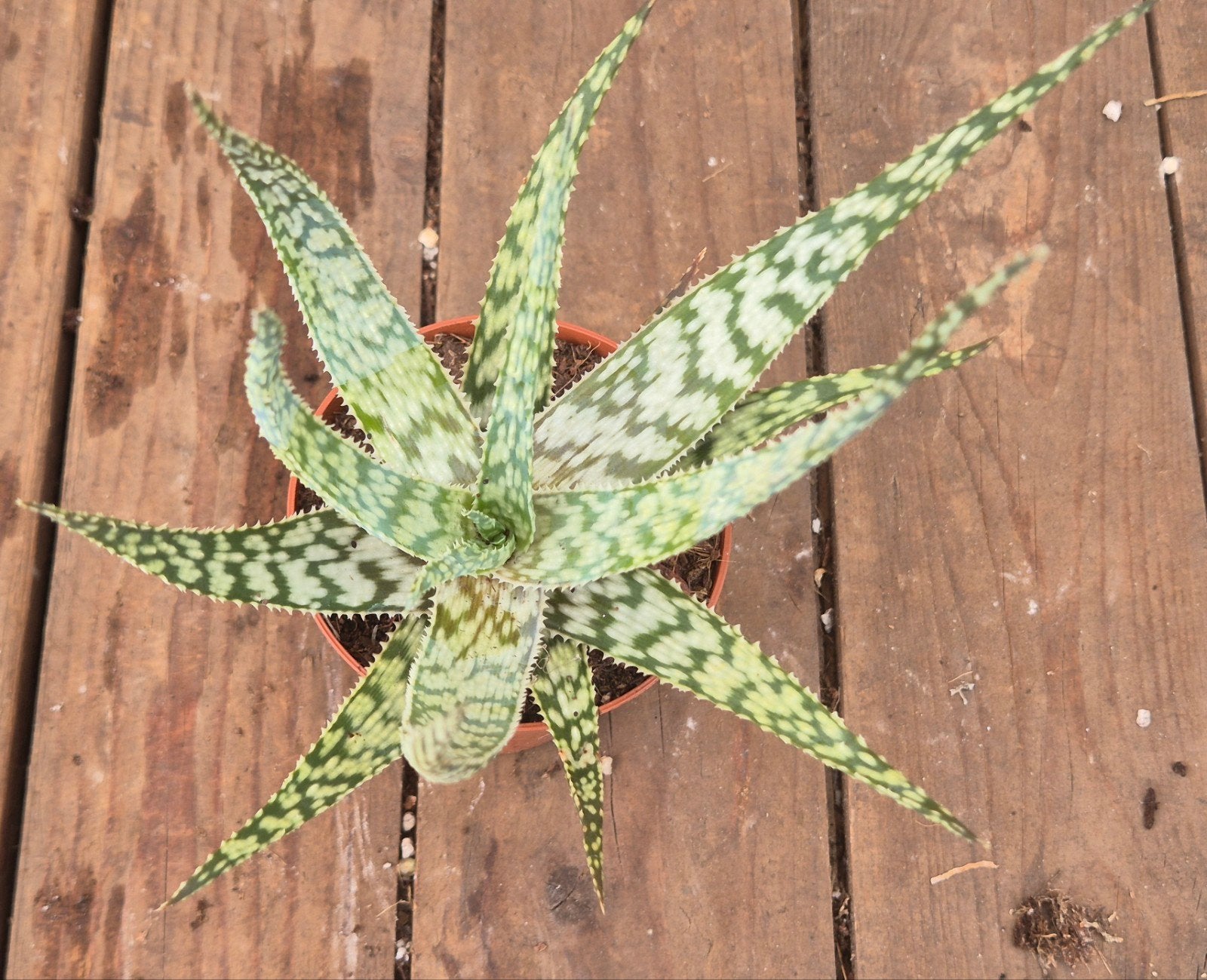 Aloë Hybriden p8 (1), Huis en Inrichting, Ophalen of Verzenden, Halfschaduw, Minder dan 100 cm