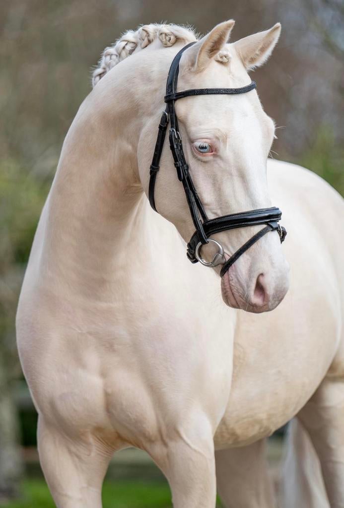 Talentvolle 6-jarige ruin 1.43, Dieren en Toebehoren, Pony's, Ruin, Dressuurpony, 3 tot 6 jaar, L