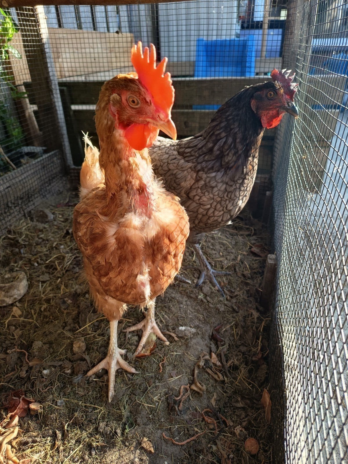 Kippen, Dieren en Toebehoren, Pluimvee, Vrouwelijk, Kip