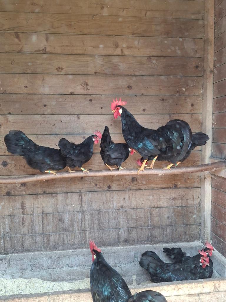 Te koop aangeboden mooie zwarte leghorn krielen, Dieren en Toebehoren, Meerdere dieren, Kip