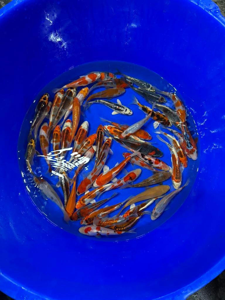 Ikarashi Tosai Japanse koi., Karper of Koi