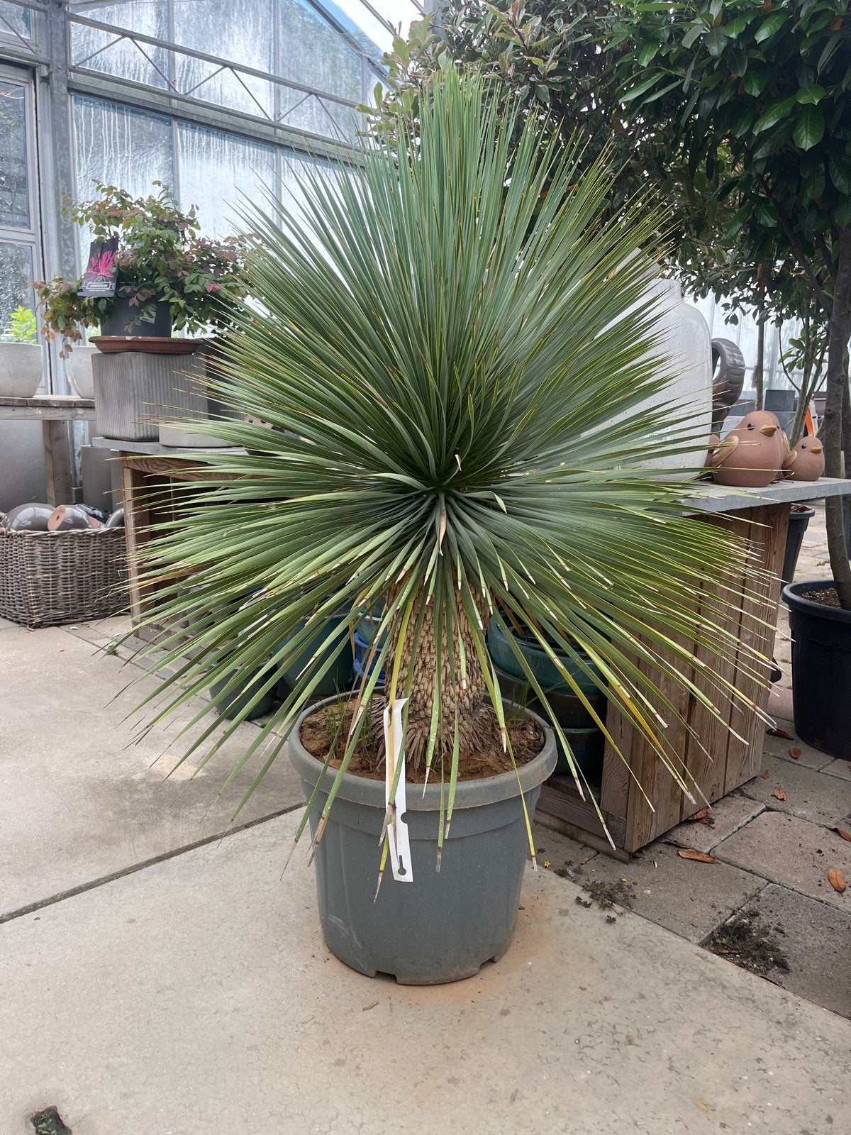 Yucca Rostrata - Blauwe Palmlelie in pot €395, Overige soorten, Volle zon, Vaste plant, Ophalen of Verzenden
