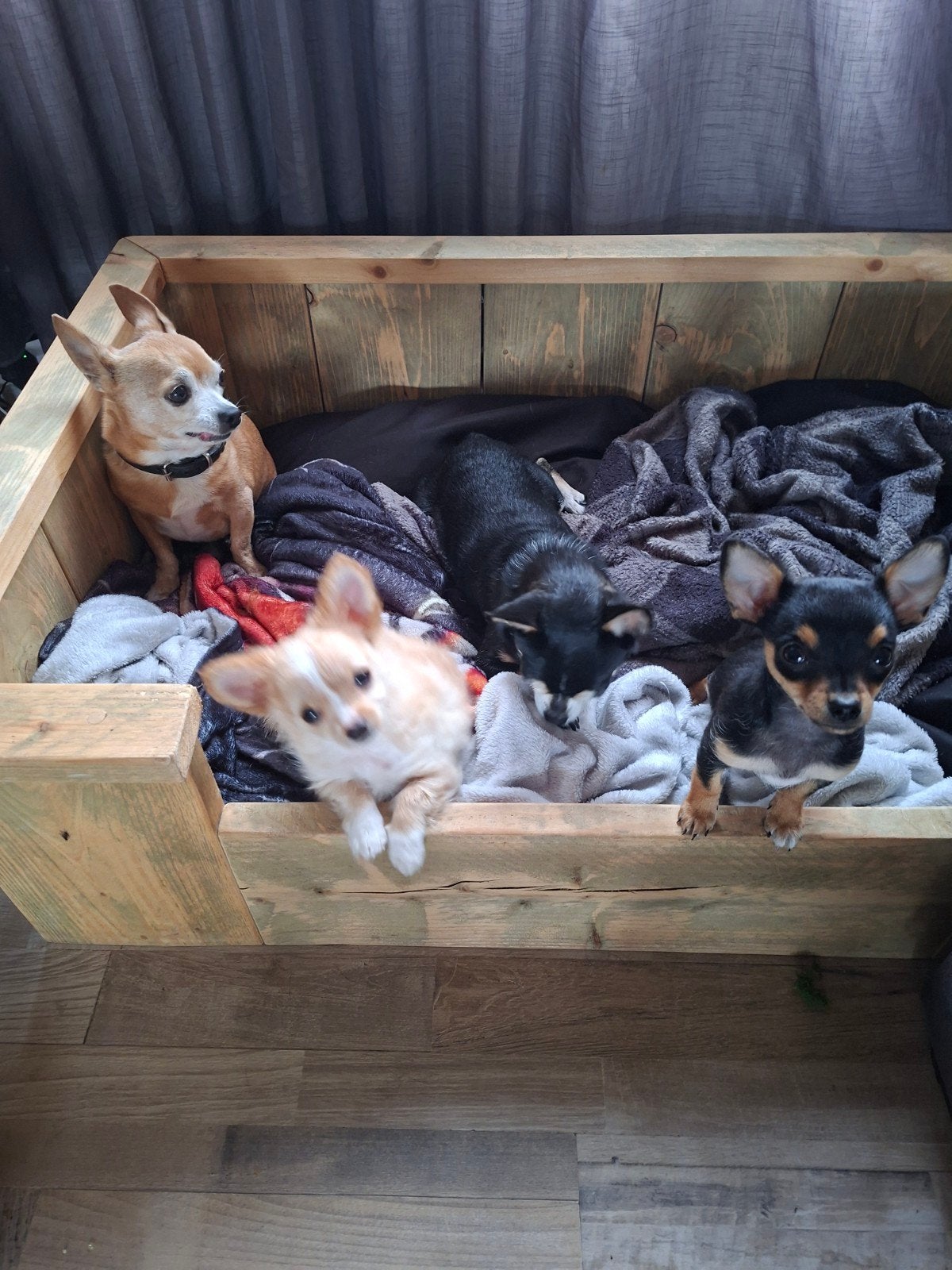 Prachtige chihuahuapups zoeken een gouden mandje, Dieren en Toebehoren, Reu, 8 tot 15 weken, Meerdere, Chihuahua
