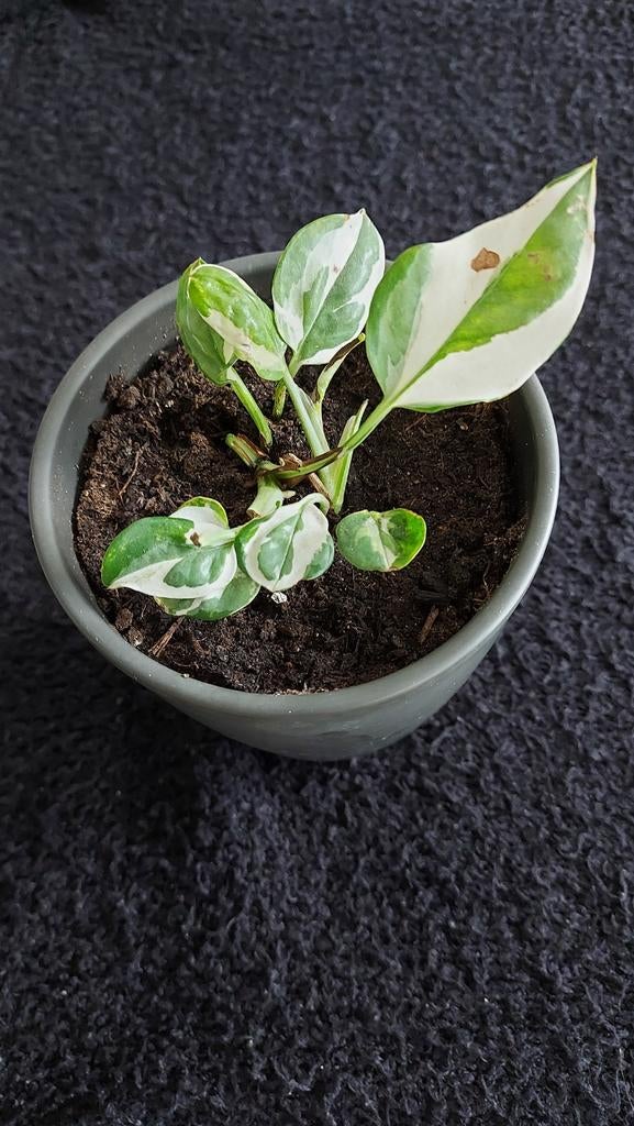Epipremnum aureum 'N' Joy., Ophalen, Halfschaduw, Minder dan 100 cm