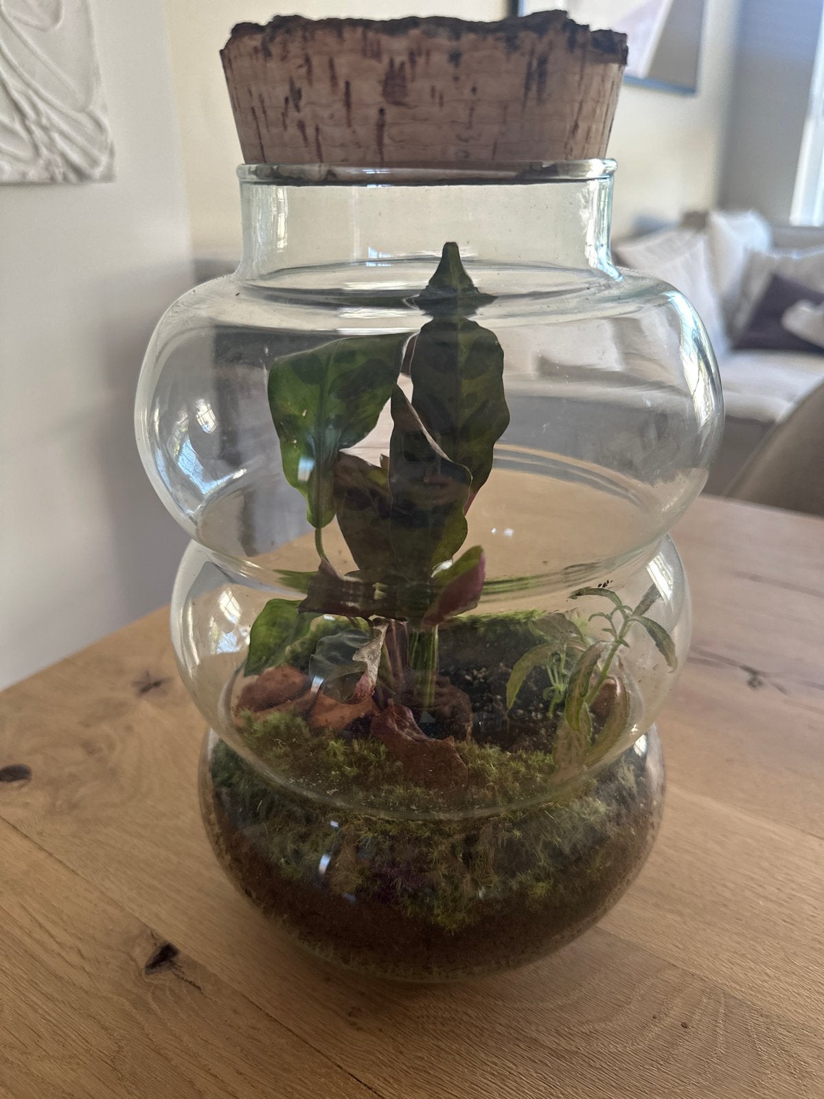 Planten Terrarium - planten in Glas, Vaste plant, Varens, Ophalen of Verzenden, Bloeit niet