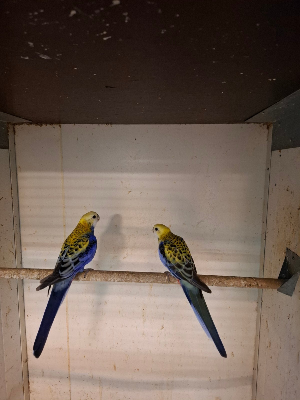 Koppel bleekkop rosella's, Dieren en Toebehoren, Vogels | Parkieten en Papegaaien, Meerdere dieren, Parkiet, Geringd