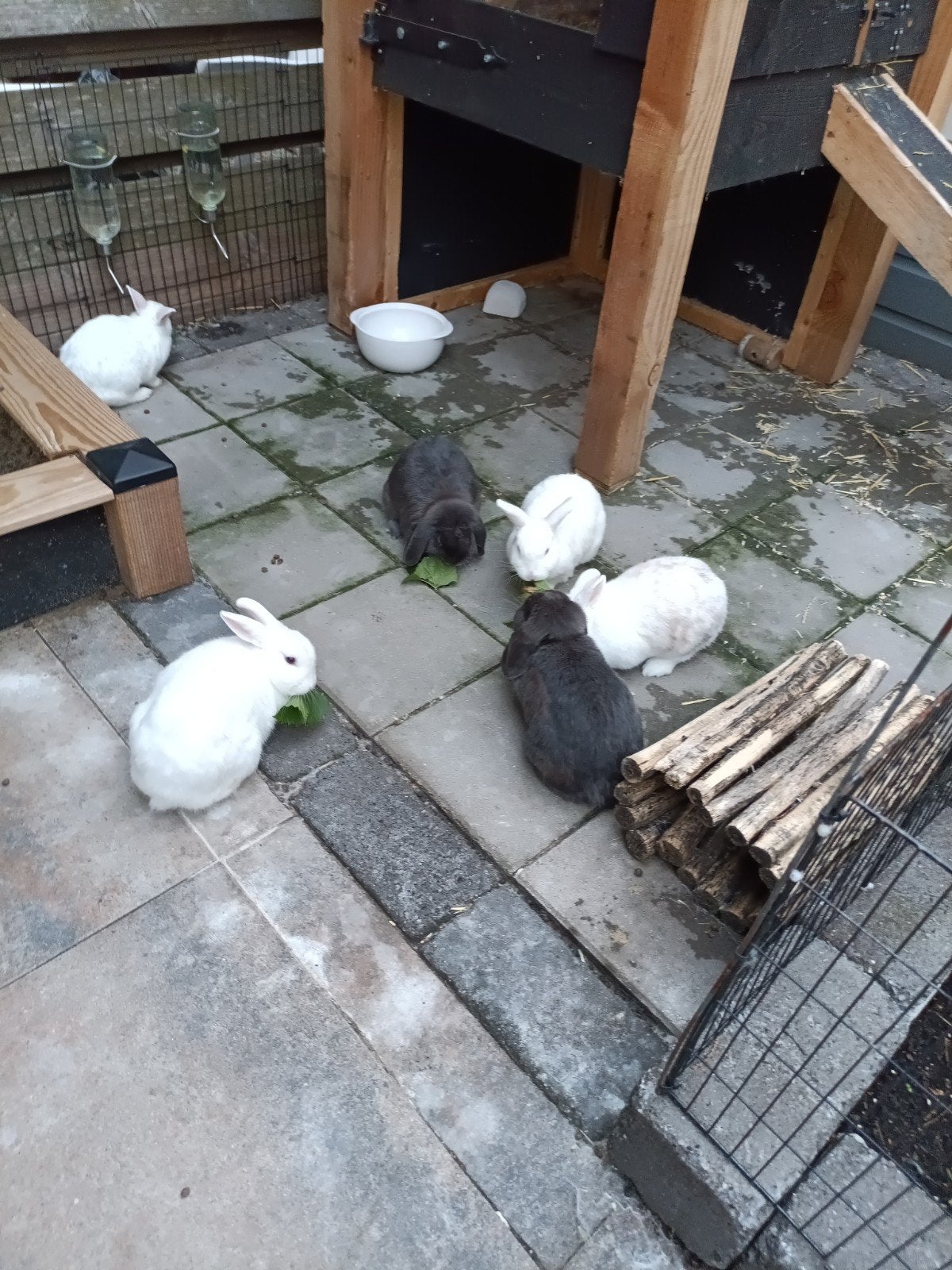 4 konijnen zoeken een nieuw huis, Meerdere dieren, Dwerg, Hangoor