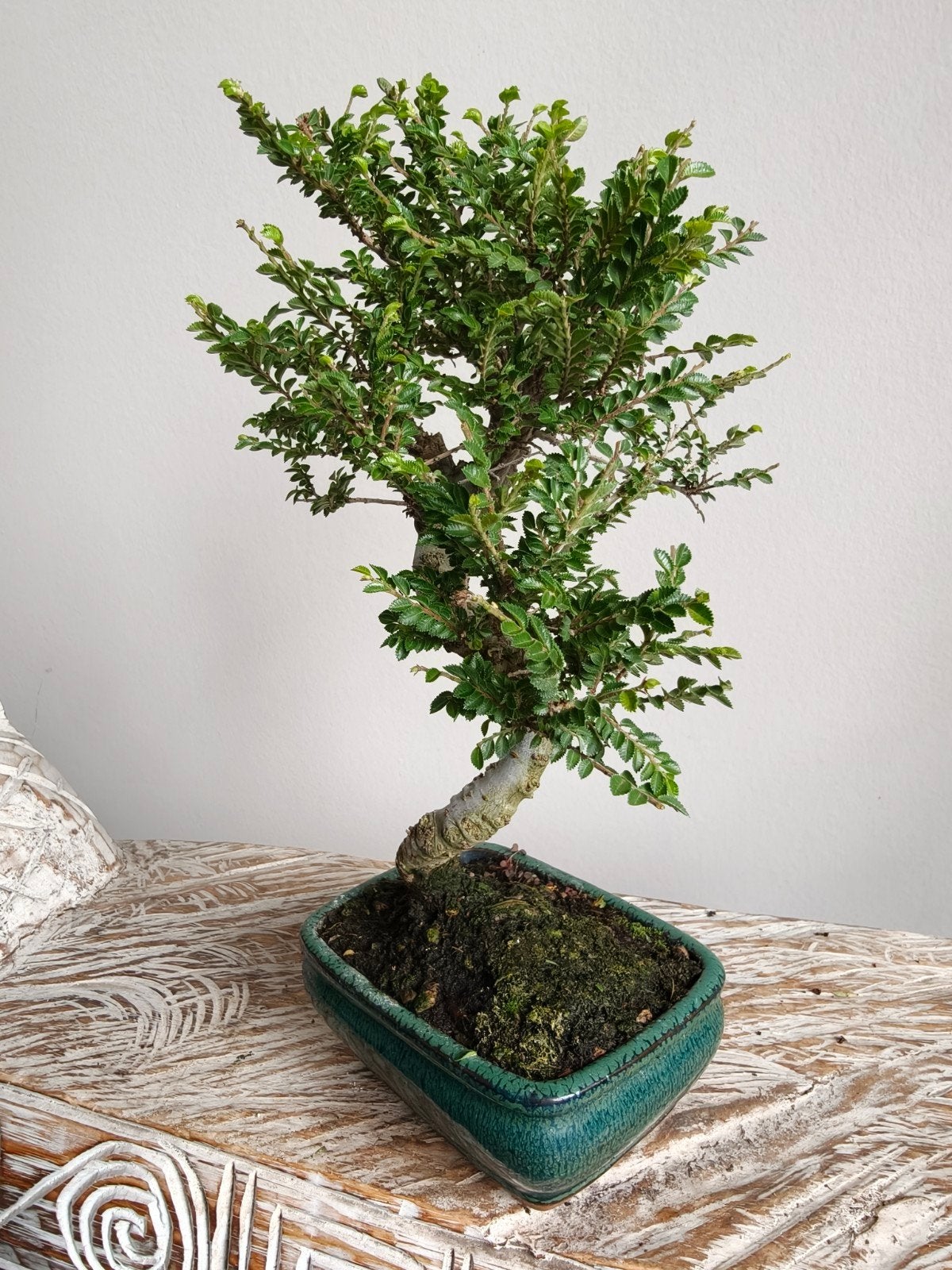 Ulmus Parviflora Seiju bonsai, Ophalen of Verzenden, Overige soorten, Halfschaduw