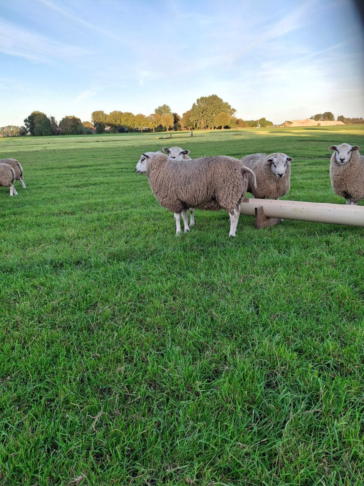 Te koop stamboek swifter dekrammen, Mannelijk, Schaap