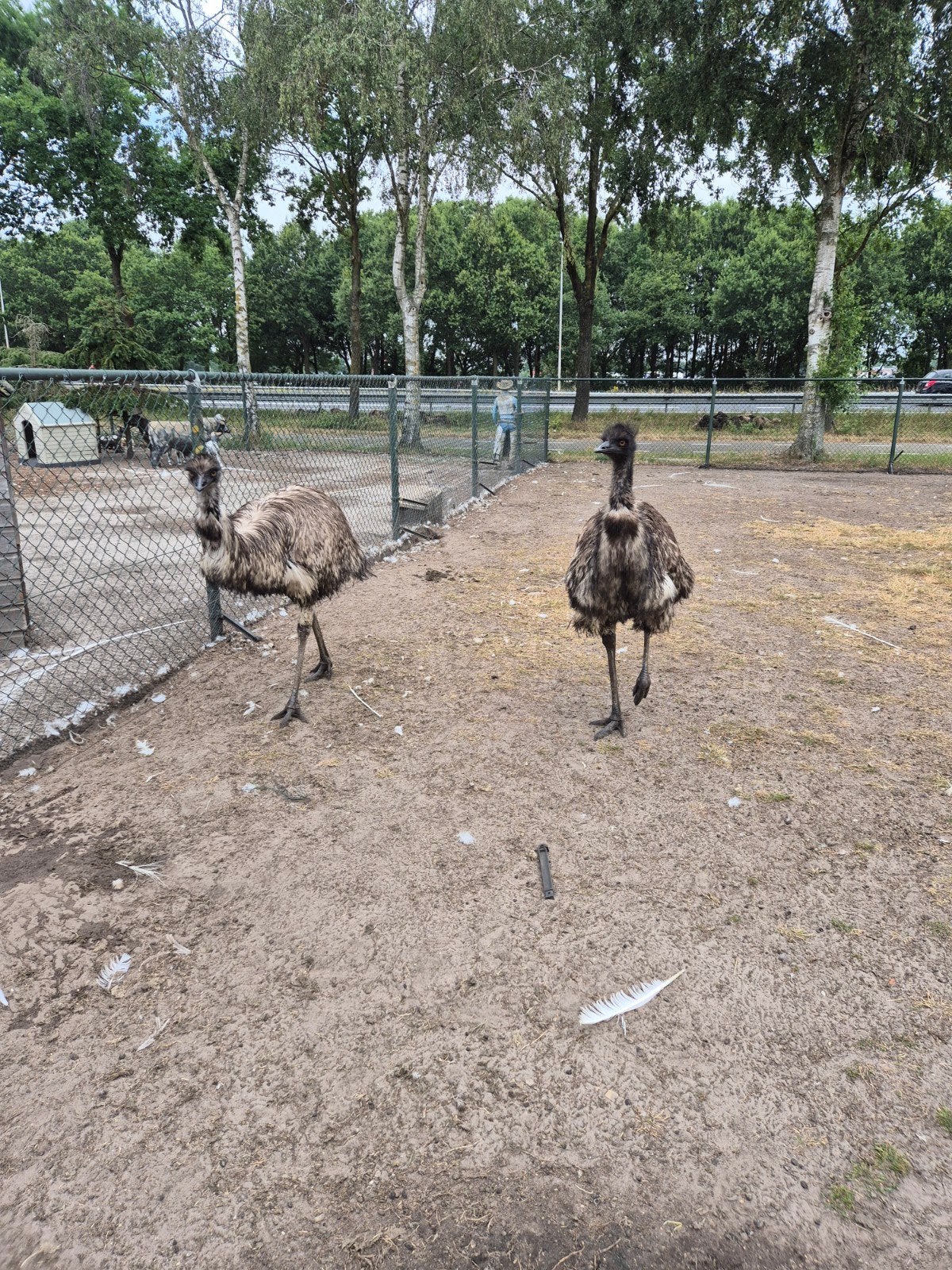 Emoe's, Dieren en Toebehoren, Maart, Meerdere dieren