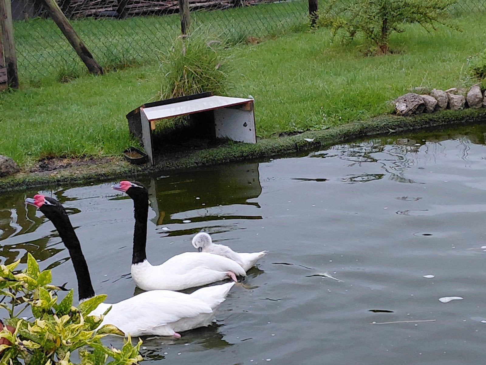Koppel zwarthalszwaan, Meerdere dieren, Kip
