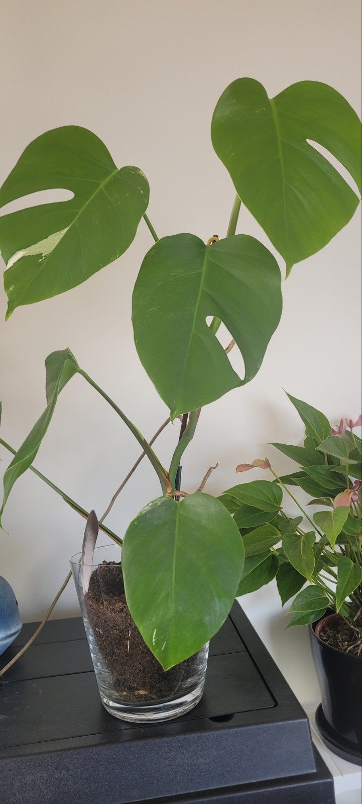 gezond plant, Huis en Inrichting, Kamerplanten, Ophalen, Halfschaduw, Minder dan 100 cm