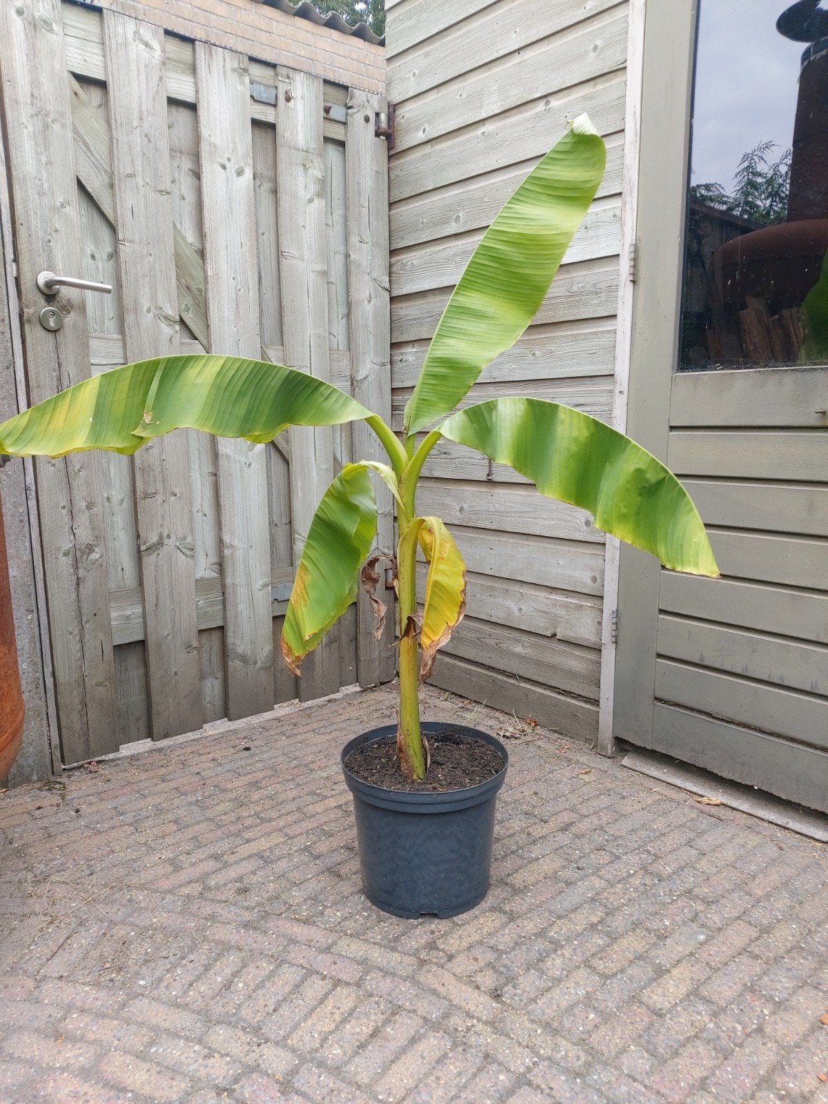 Bananenplant, Tuin en Terras, Planten | Tuinplanten, Volle zon, Vaste plant, Bloeit niet, Ophalen