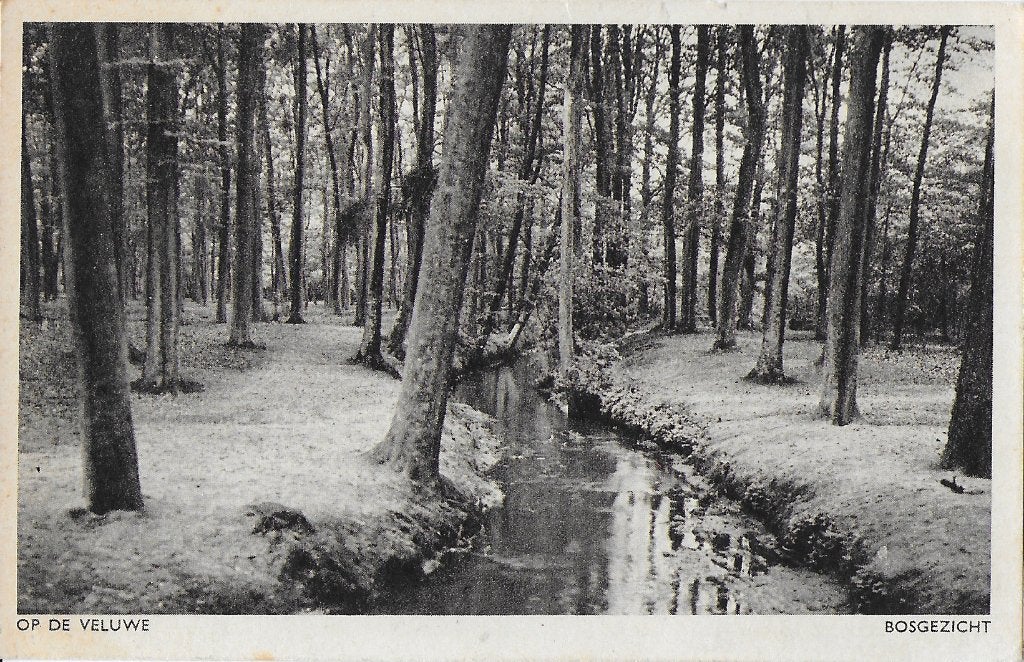 Veluwe bosgezicht ongelopen oude ansichtkaart ( 258 ), Ophalen of Verzenden, 1960 tot 1980, Gelopen, Gelderland