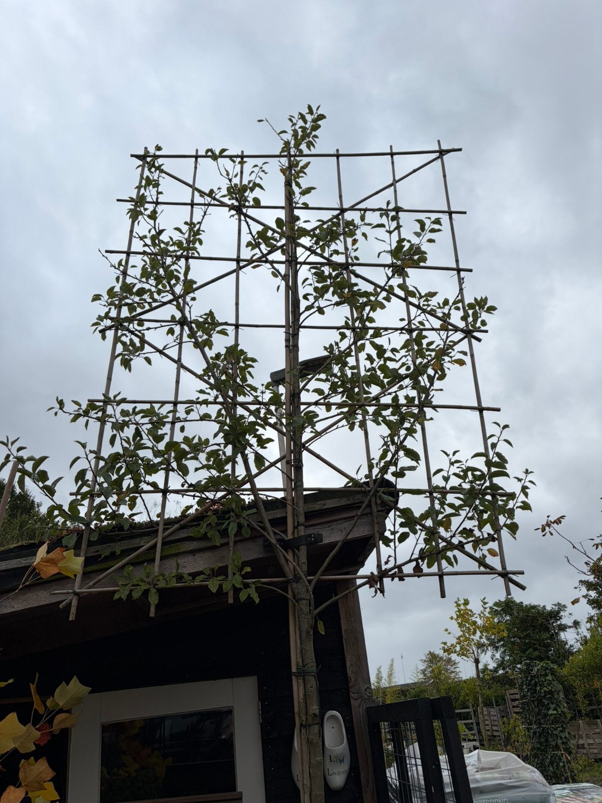 Lei fruitappel Elstar hoogstam met groot leirek, Leiboom, Lente, 250 tot 400 cm, Ophalen