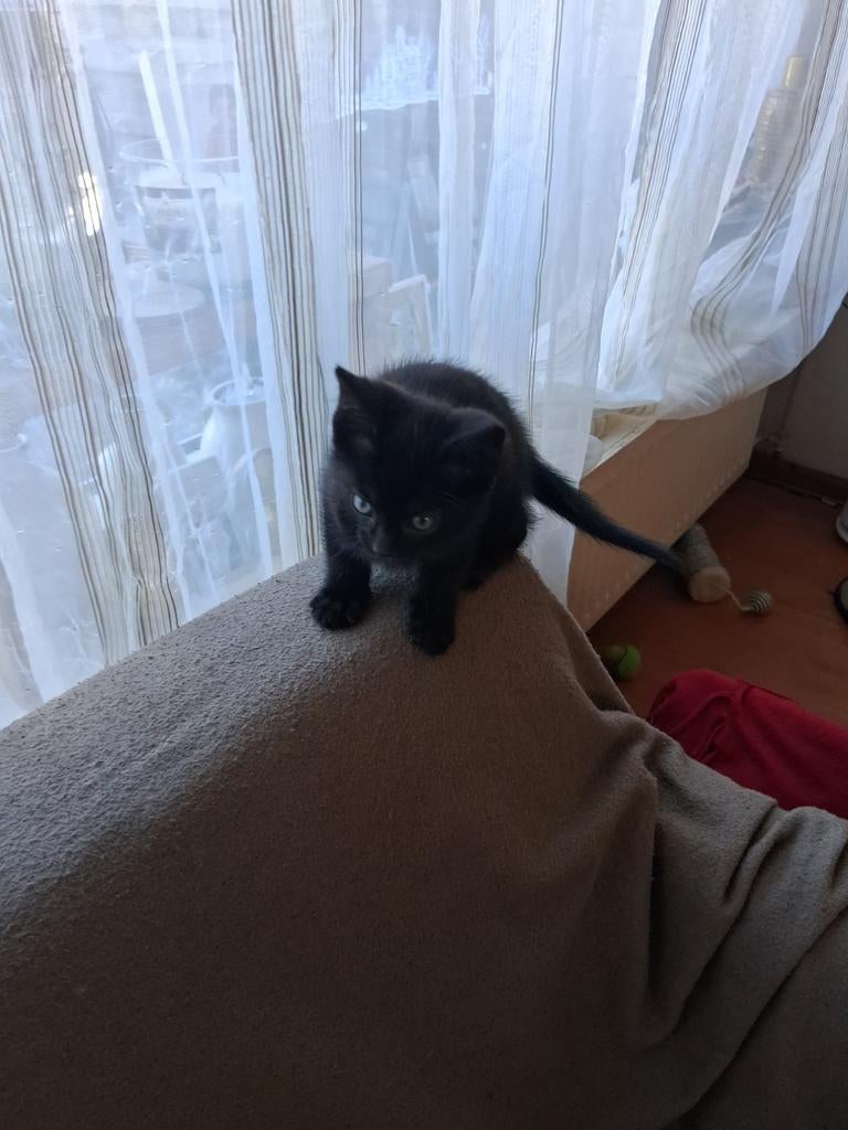 Kittens, Dieren en Toebehoren