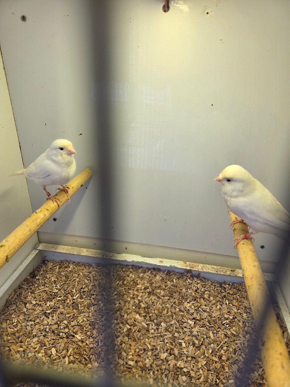 Koppel witte kanaries, Meerdere dieren, Kleurkanarie