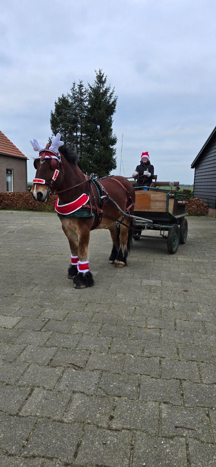 Mooie en fijne Men/recreatiewagen T.E.A.B, Gebruikt, Marathonwagen