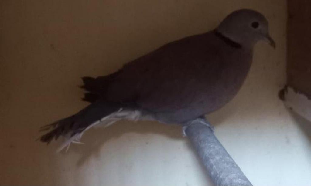 Kweek koppel birma tortel duiven, Dieren en Toebehoren, Meerdere dieren, Overige soorten