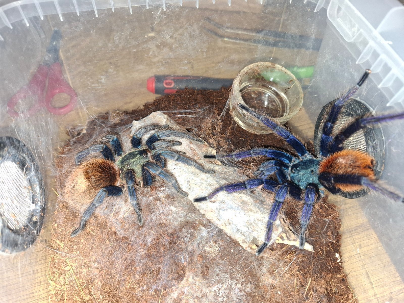Chromatopelma cyaneopubescens, Wandelende tak