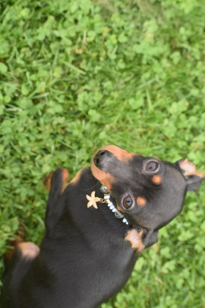 Pincher pup reutje laatste uit nestje, 15 weken tot 1 jaar, Buitenland, Parvo, Meerdere