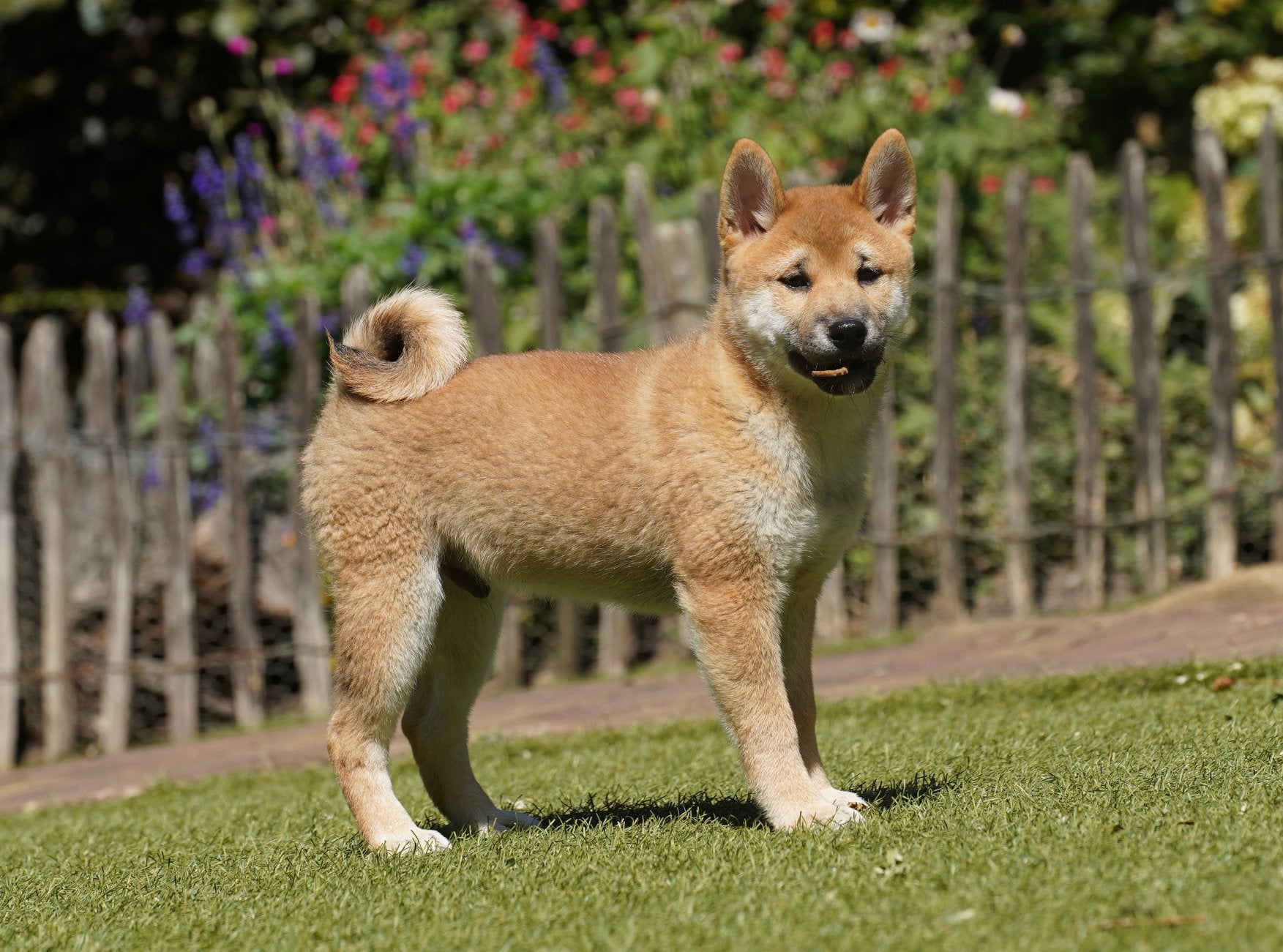 Shiba Inu pups | reutjes, Parvo, Nederland, 8 tot 15 weken, Meerdere