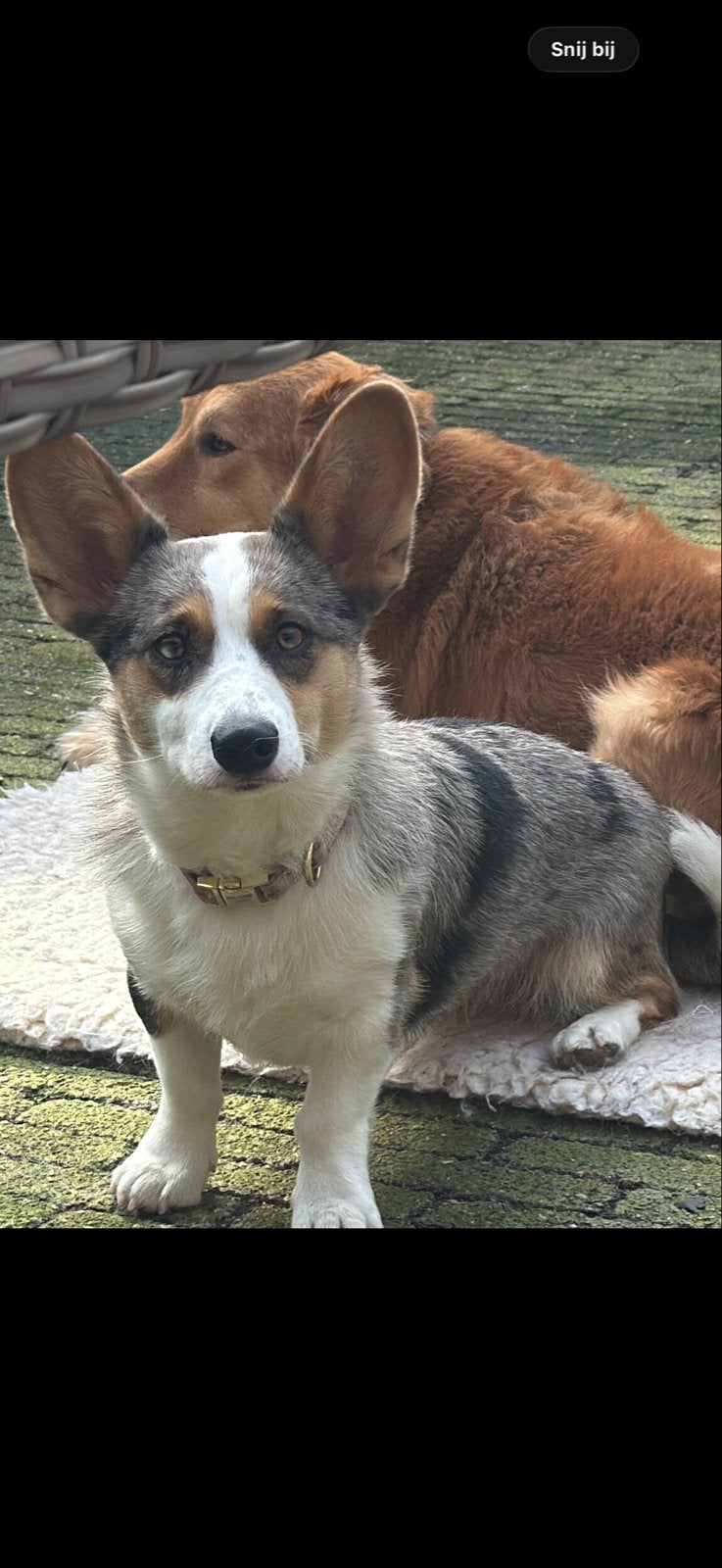 Corgi Welsh Cardigan, Dieren en Toebehoren, CDV (hondenziekte), Teef, Eén hond, Klein