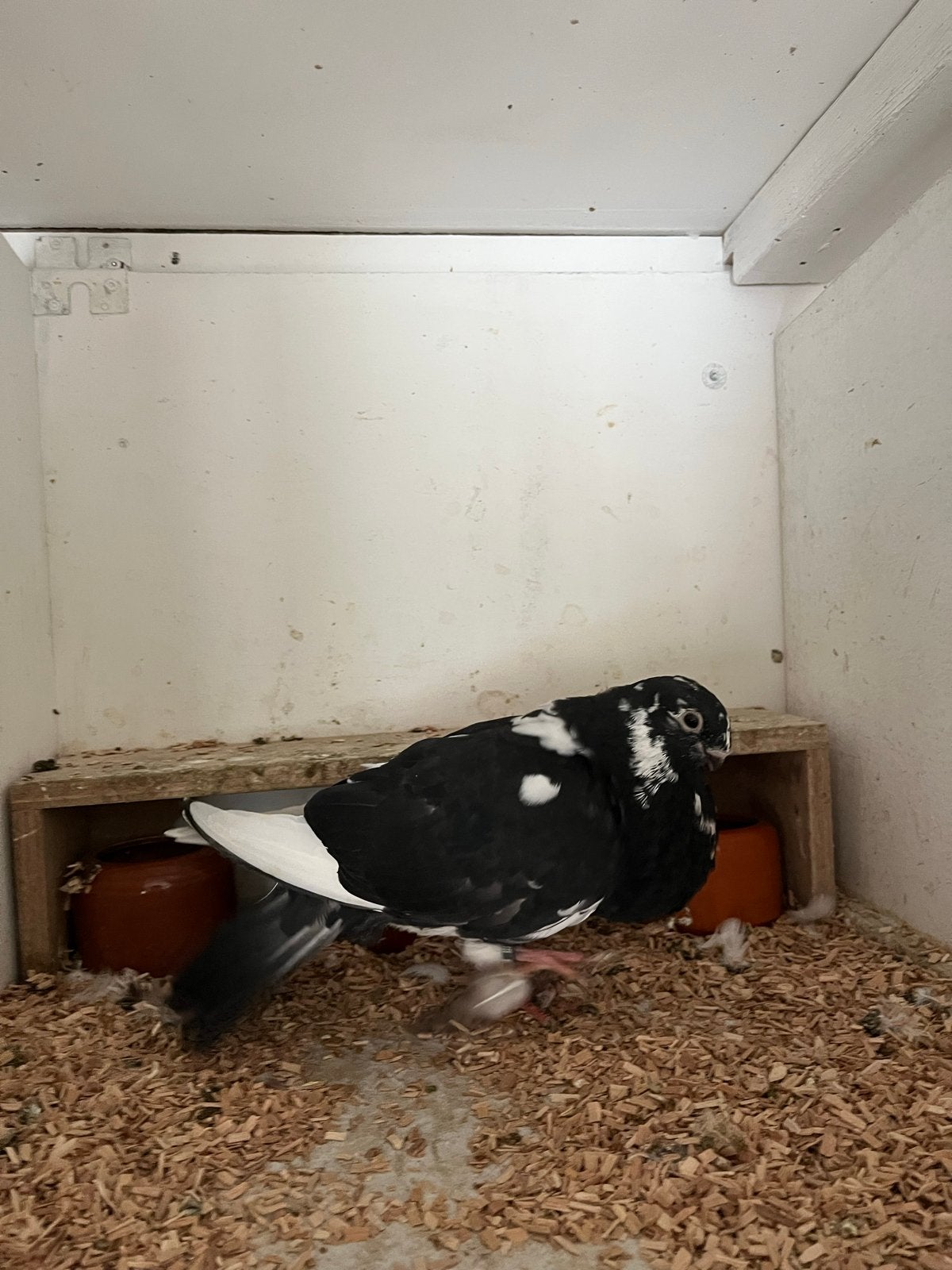 Canario kropper doffer., Dieren en Toebehoren, Mannelijk, Kropper