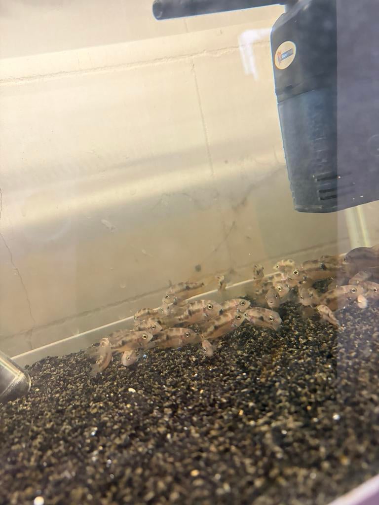 Thorichthys ellioti uit eigen kweek, Dieren en Toebehoren, Vissen | Aquariumvissen, Vis