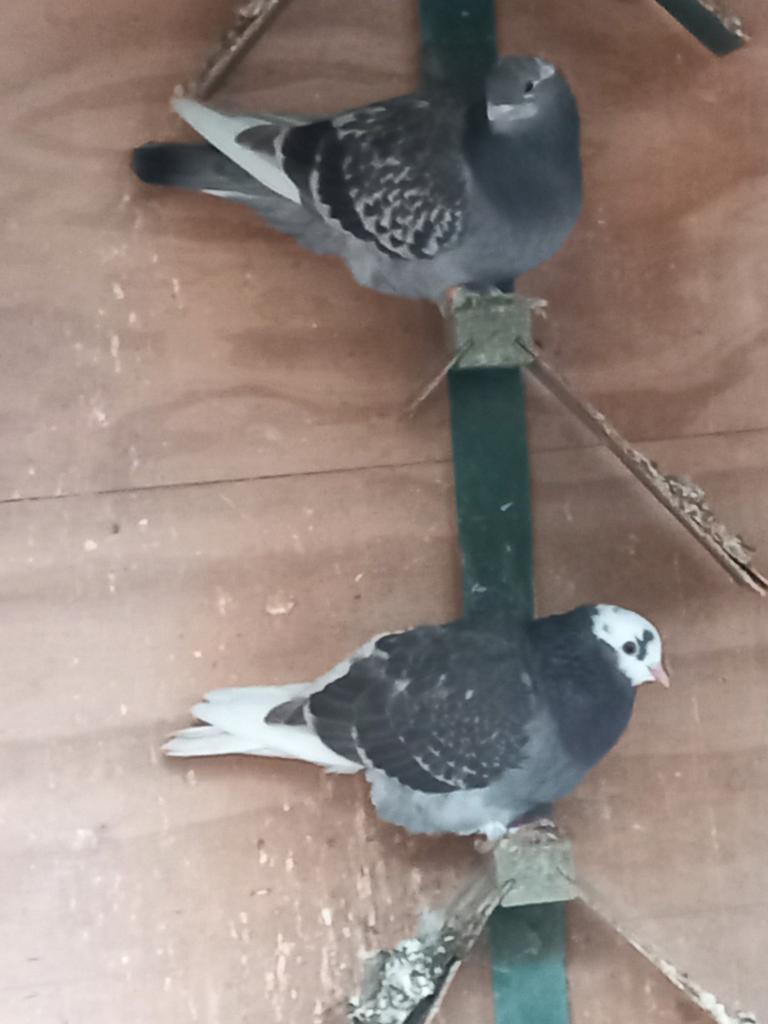 Takla x hoogvlieger zuiver en kruising, Meerdere dieren, Tuimelaar of Roller