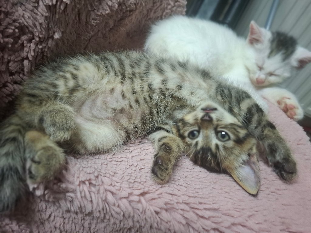 Kittens, Poes, Ontwormd, 0 tot 2 jaar