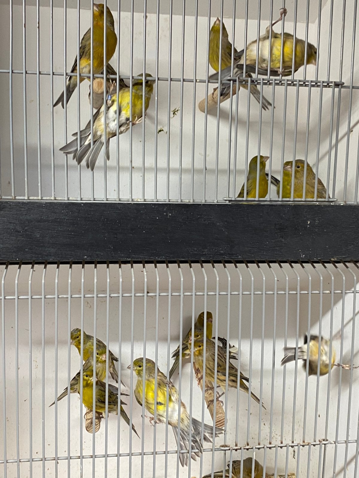 Kanarie, Dieren en Toebehoren, Meerdere dieren