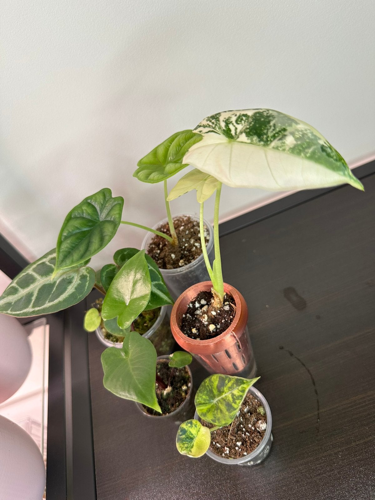 Plantenpakket 2 (5 planten) alocasia variegata en anthurium, Ophalen of Verzenden, Halfschaduw, Minder dan 100 cm