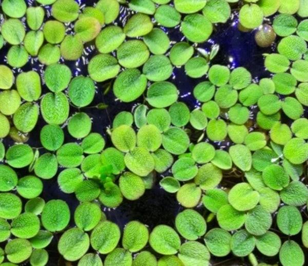 Aquarium drijfplanten Salvinia minima,  drijfplantjes, Ophalen of Verzenden, Nieuw, Plant(en), Steen of Hout