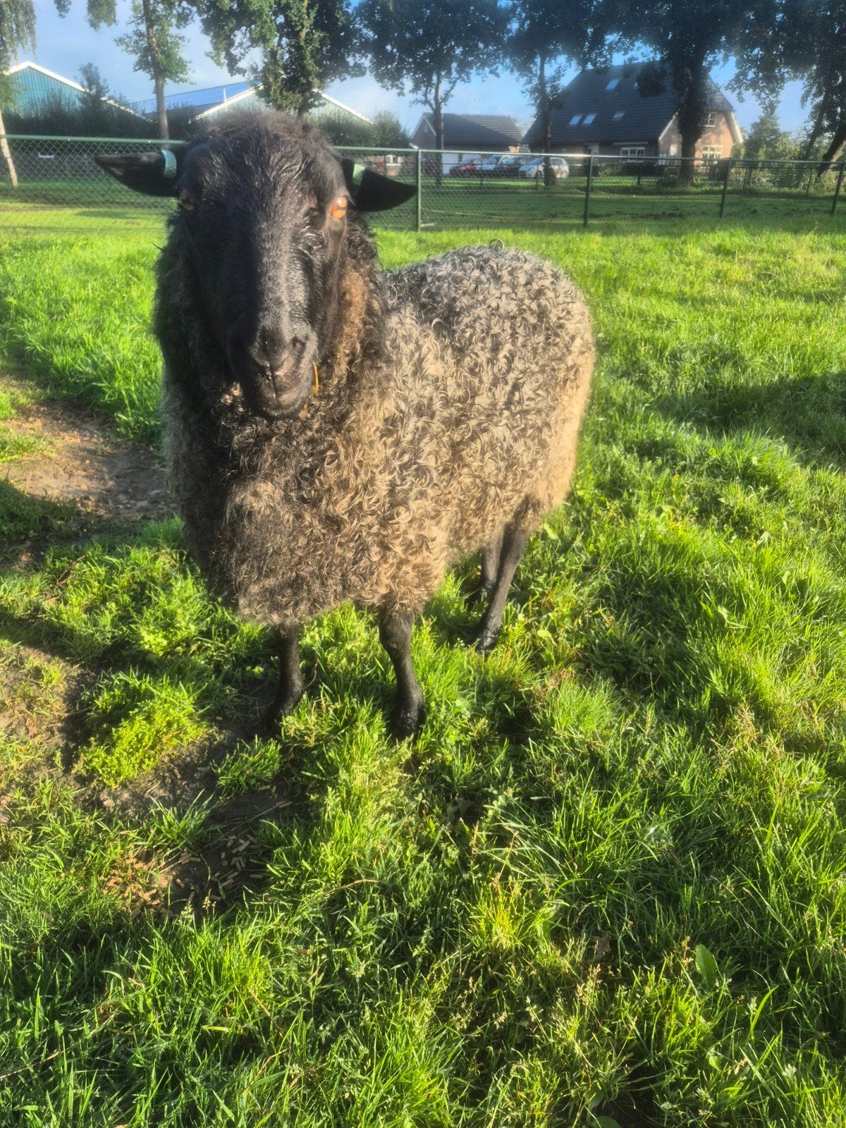 Gotlandpels ram stamboek, Mannelijk, Schaap