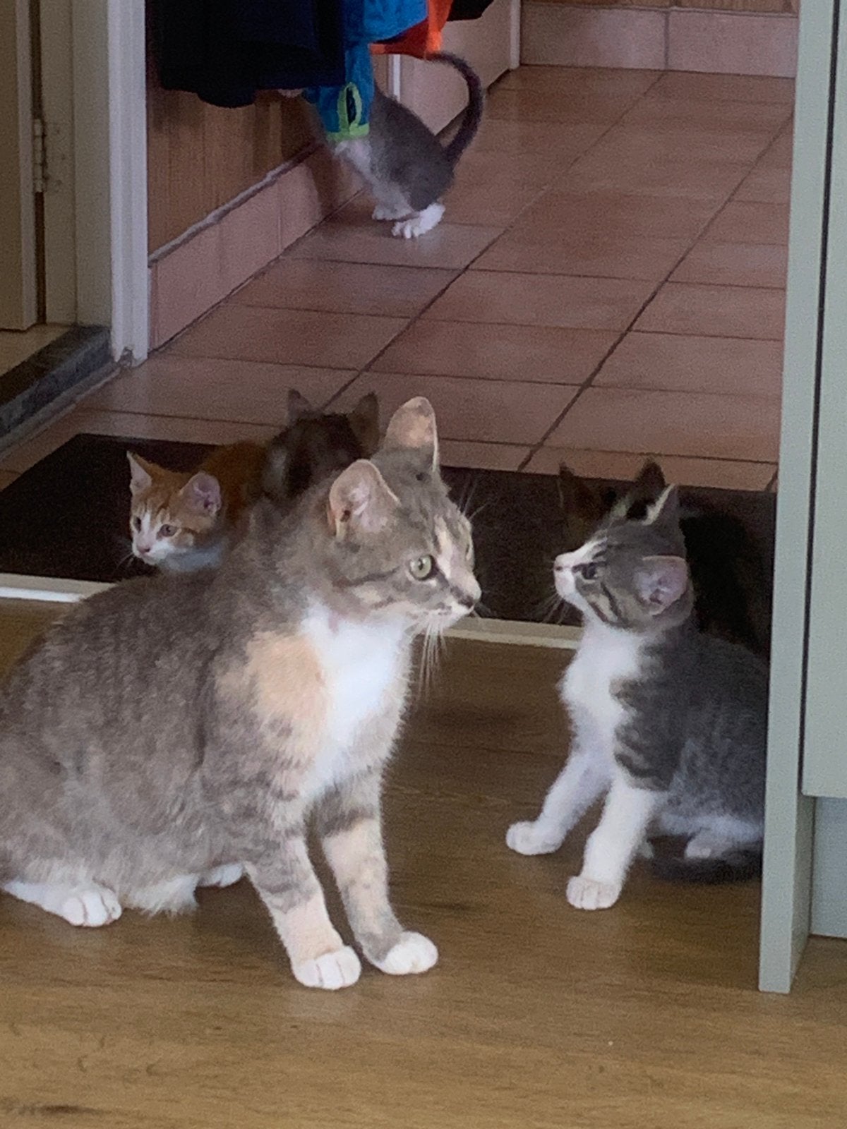 Lieve kittens te koop, Meerdere dieren, Kortharig, 0 tot 2 jaar