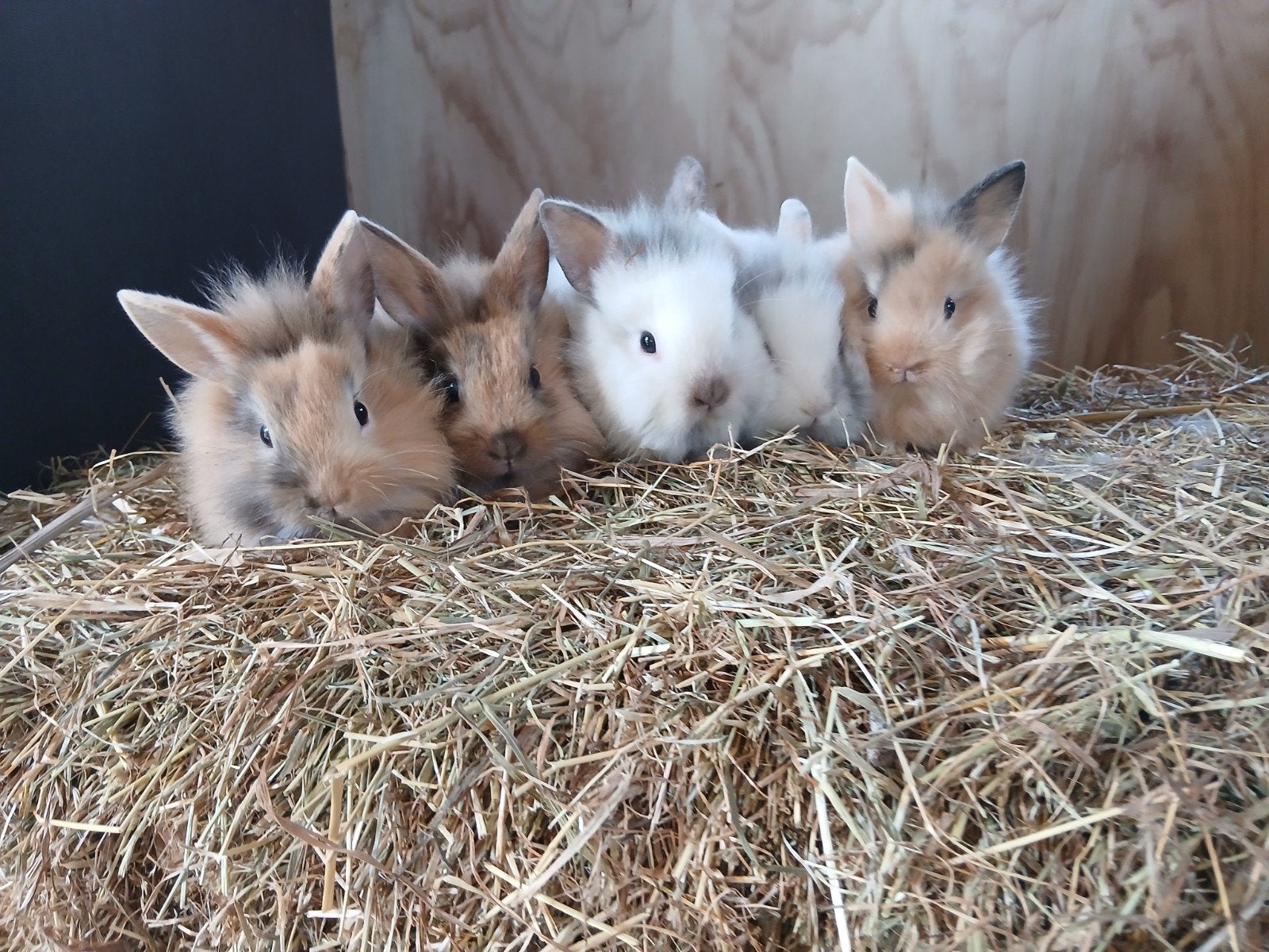 Konijn vossjes, Meerdere dieren, Middelgroot, 0 tot 2 jaar
